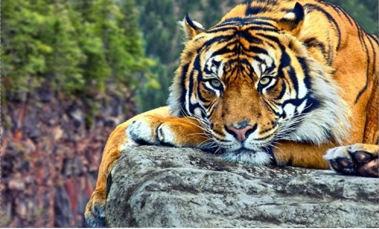 Kích thước của loài hổ là bao nhiêu?