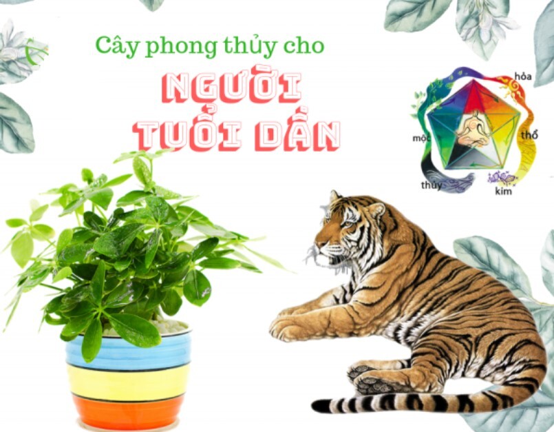 Phong Thuy Tuoi Dan 1